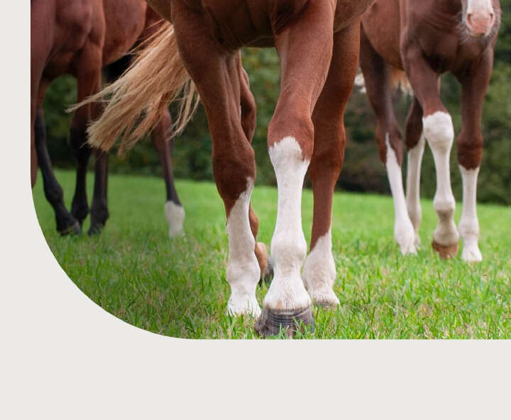 gut zu wissen gelenke höveler